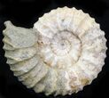 Pavlovia Ammonite Fossil - Siberia #29744-1